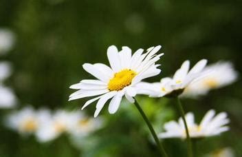 小雛菊 花語|雛菊的花語寓意有哪些呢？